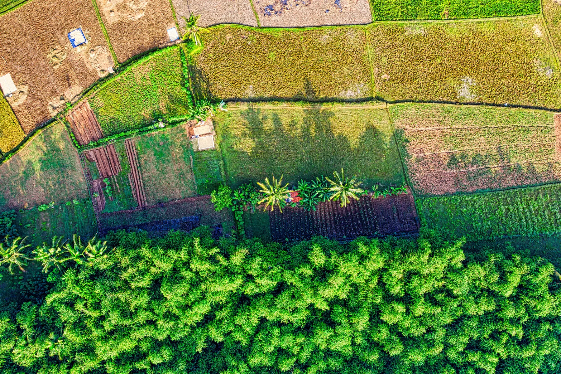 Vue aérienne de parcelles agricoles